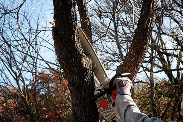  Beatrice, NE Tree Care Pros