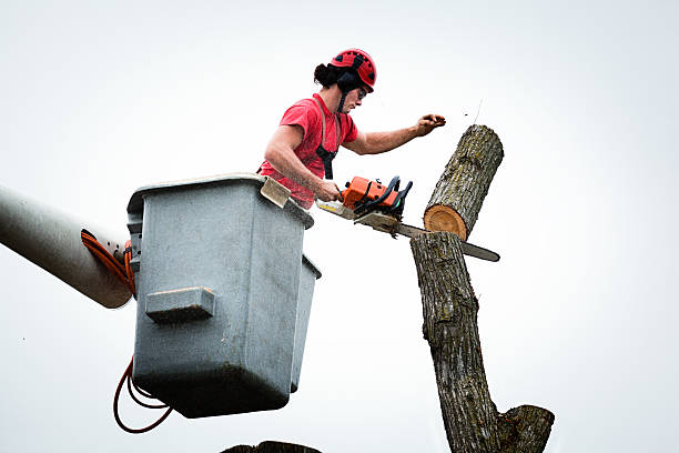 Best Utility Line Clearance  in Beatrice, NE